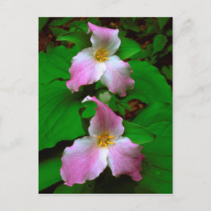 Postal Trillium Flor Silvestre