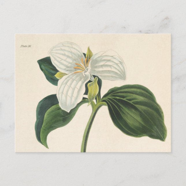 Postal Trillium florido grande (Anverso)