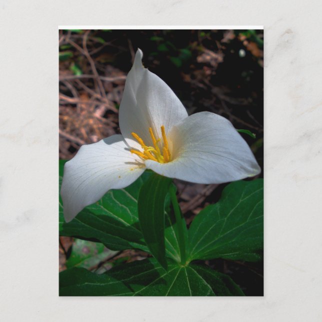 Postal Trillium occidental 01 (Anverso)