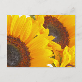 Postal Trillizos de girasol