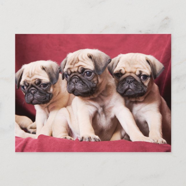 Postal Trillizos Pug (Anverso)