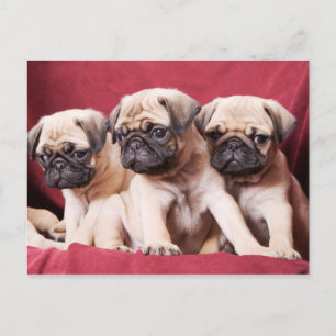 Postal Trillizos Pug