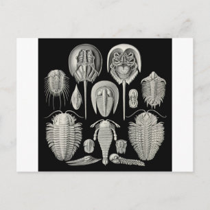 Postal ¡Trilobita!