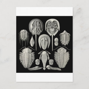 Postal ¡Trilobita!