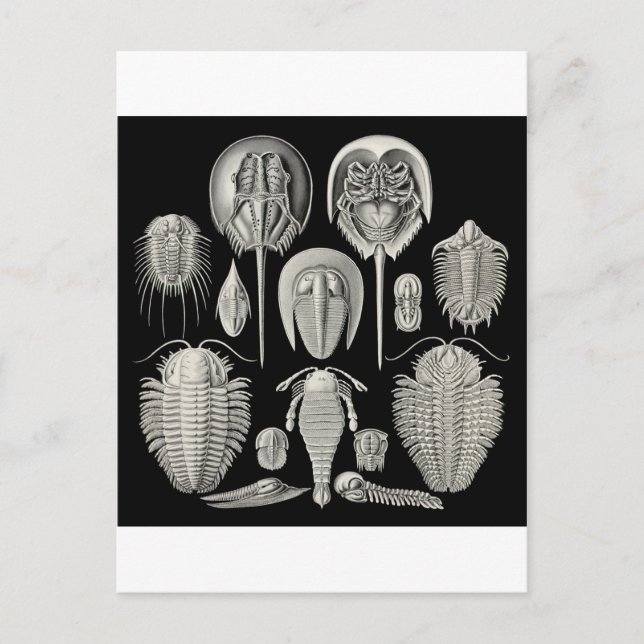 Postal ¡Trilobita! (Anverso)