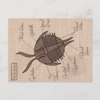 Trilobita