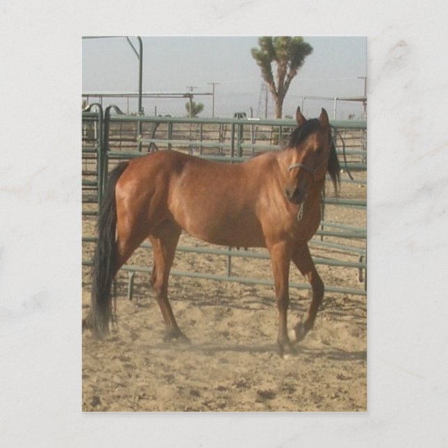 Postal "Trinket" (Anverso)