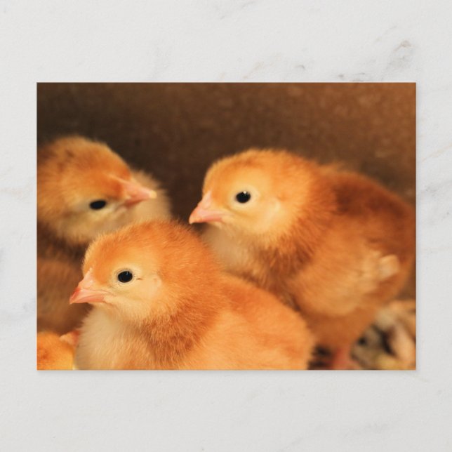 Postal ¡Trio de aww! (Anverso)
