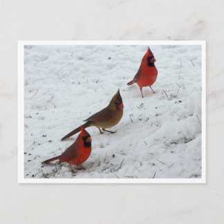 Postal Trío de cardenales