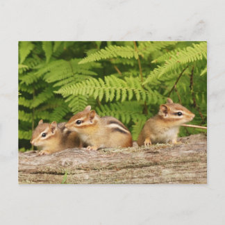 Postal Trio de curiosos chipmunks para bebés