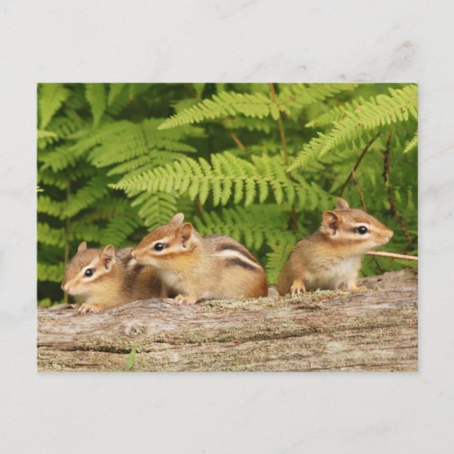 Postal Trio de curiosos chipmunks para bebés (Anverso)
