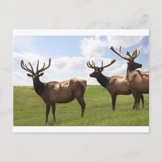 Postal Trío de Elk Bull