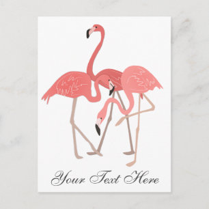 Postal Trío de Flamencos Rosas