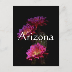 Postal Trío de flores de Cactus de primavera