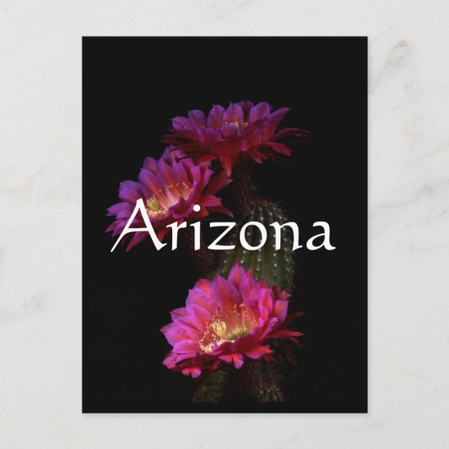 Postal Trío de flores de Cactus de primavera (Anverso)