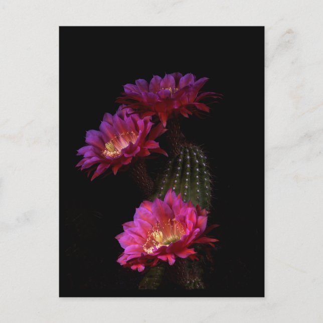Postal Trío de flores de Cactus de primavera (Anverso)