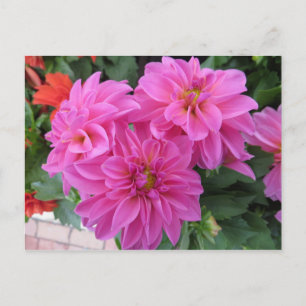 Postal Trío de flores rosadas