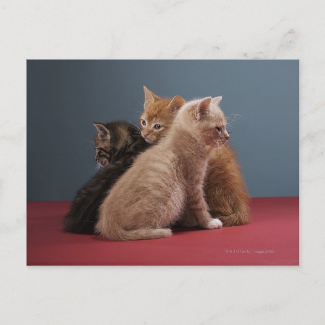 Postal Trío de gatitos (Anverso)