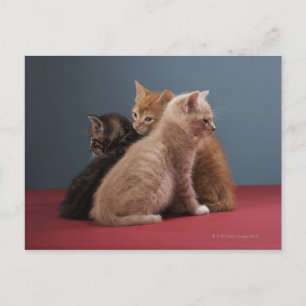 Postal Trío de gatitos