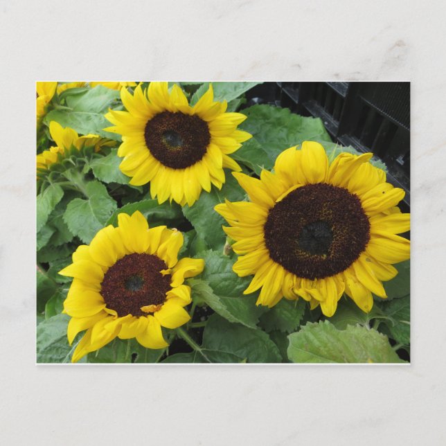 Postal Trio de girasol (Anverso)