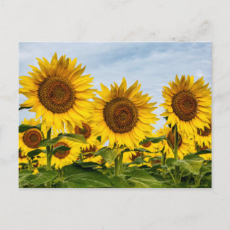 Postal Trío de Girasoles