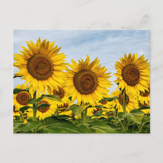 Postal Trío de Girasoles (Anverso)