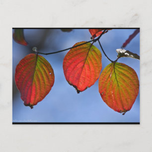 Postal Trío de hojas de otoño iluminadas coloridas