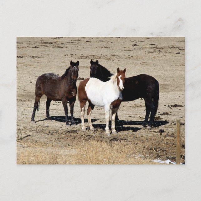 Postal Trío de pastizal