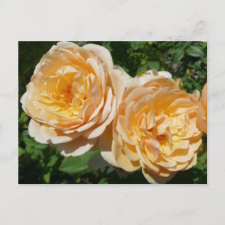 Postal Trío de Rosas de Melocotón Floral