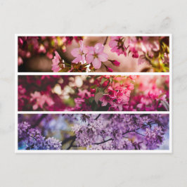 Postal Trio floral de gradiente