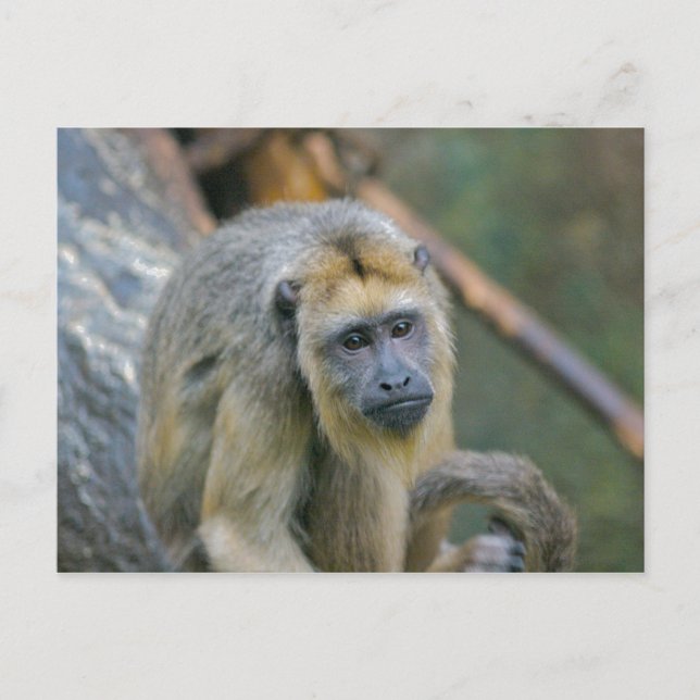 Postal Triste aspecto del mono de Howler (Anverso)