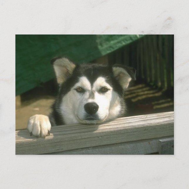 Postal Triste cachorro (Anverso)