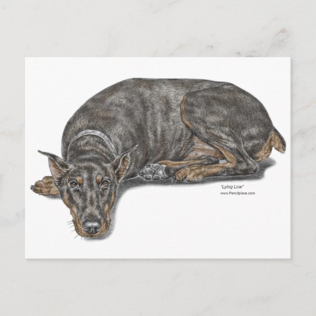 Postal Triste culpable mirando a Doberman (Anverso)