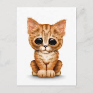 Postal Triste Naranja lindo Tabby Gato gatito en blanco