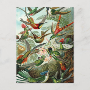 Postal Trochilidae de Haeckel