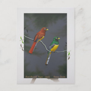 Postal Trogón de garra negra - pareja