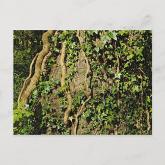 Postal Tronco de árbol con marfil. Bosque de Blackweir, C