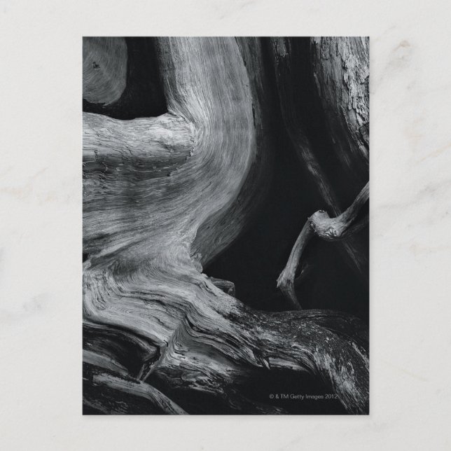 Postal tronco del árbol muerto (Anverso)