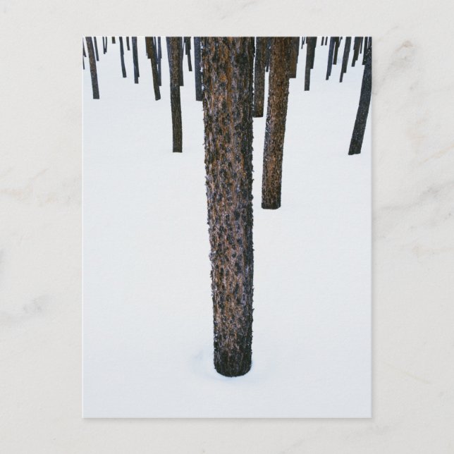 Postal Troncos de árbol en la nieve (Anverso)