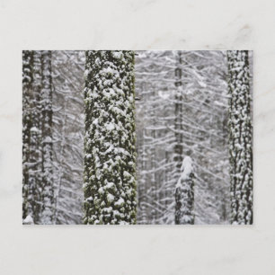 Postal Troncos de árboles cubiertos de nieve en el valle 