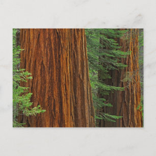 Postal troncos de secuoya gigante en el bosque, Yosemite