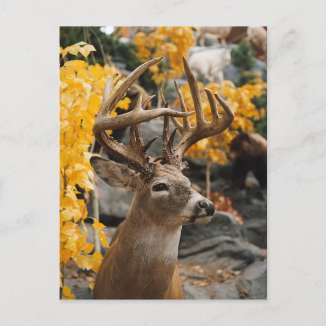 Postal Trophy Deer (Anverso)