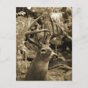 Postal Trophy Deer