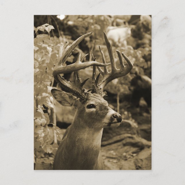 Postal Trophy Deer (Anverso)
