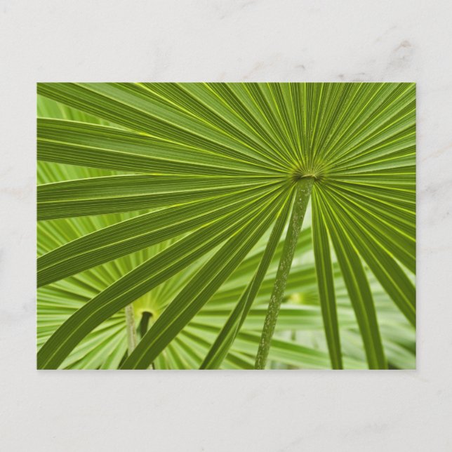 Postal Tropical (Anverso)