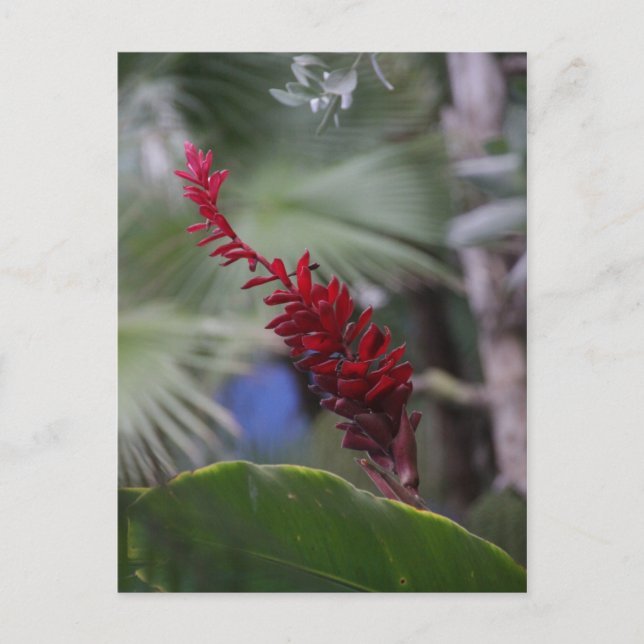 Postal Tropical (Anverso)