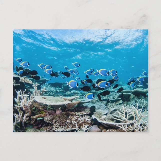 Postal Tropical Beaches | Sturgeon Amongst Coral (Anverso)