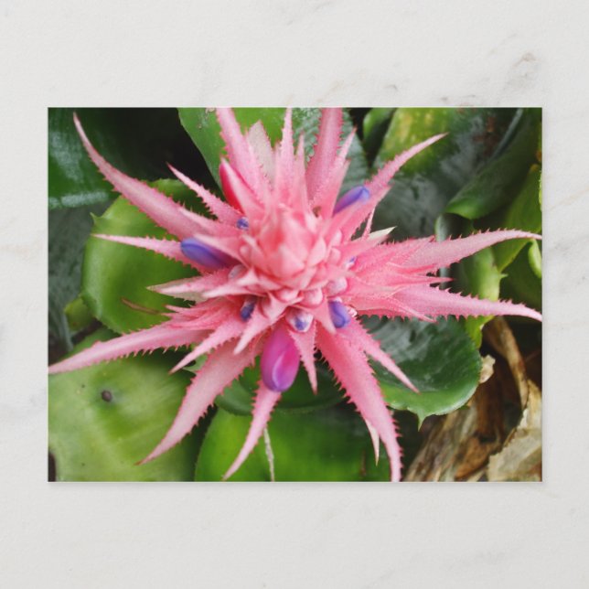 Postal tropical de la belleza (Anverso)