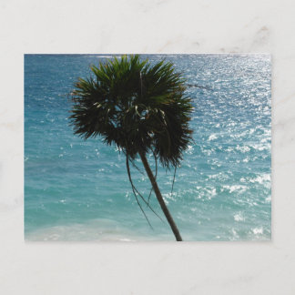 Postal tropical de la palmera de la playa