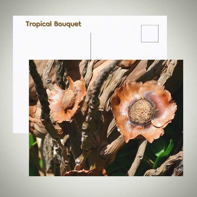 Postal Tropical Dried Coconut Flowers Floral (Subido por el creador)